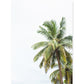 minimalist tropical palm tree print