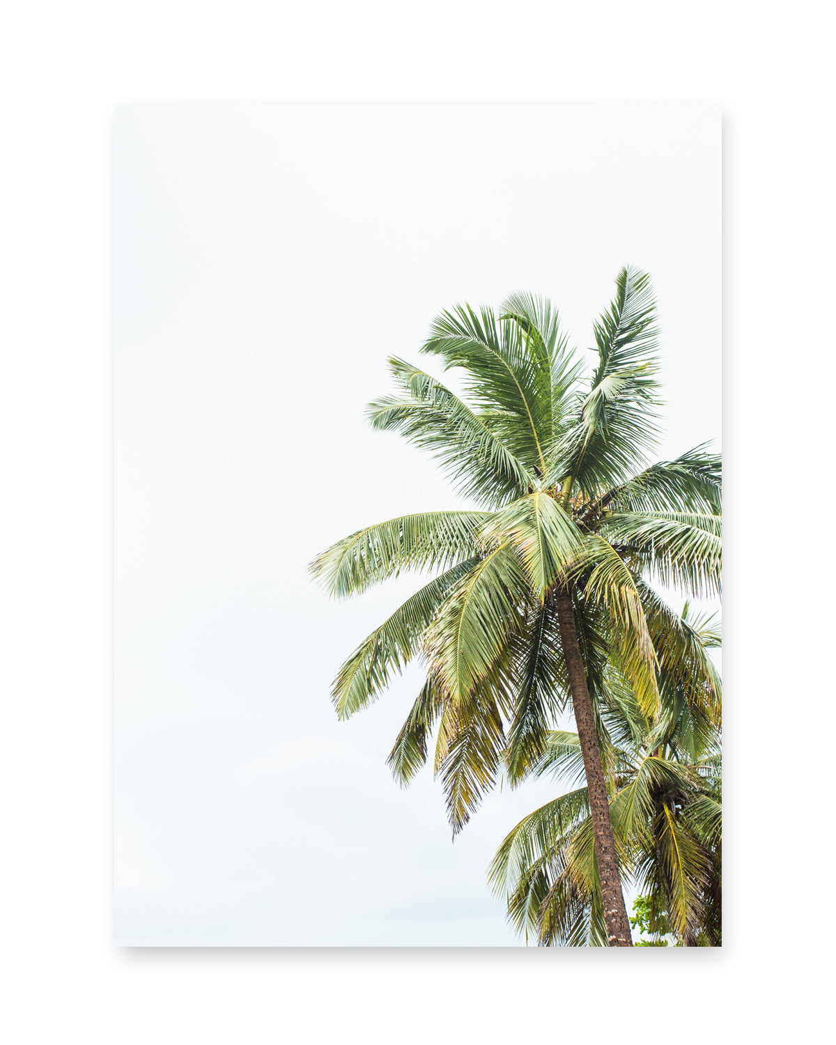 minimalist tropical palm tree print