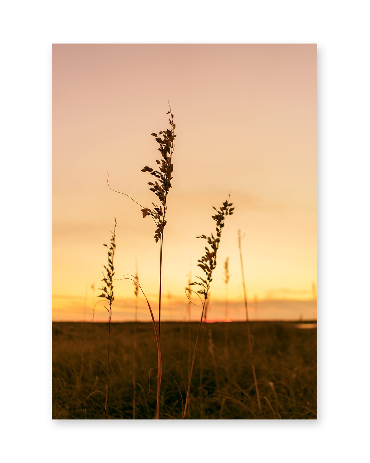 Sunset Seagrass Beach Photograph, by Wright and Roam