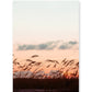Warm Sunset Beach Print, Sea Grass, Wright and Roam